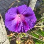 Ipomoea purpurea Flor