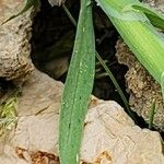 Lamarckia aurea Leaf