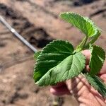 Sida spinosa Leaf