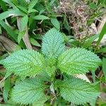 Stachytarpheta jamaicensis Blad