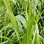 Leersia oryzoides Blatt