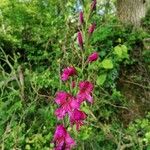 Gladiolus palustrisKukka