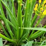 Bulbine abyssinica Folha