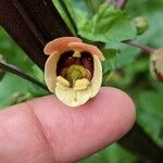 Scrophularia trifoliata Fleur