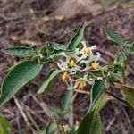 Solanum chenopodioides Blüte