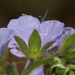 Phacelia ciliata 花