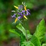 Solanum subinerme Flower