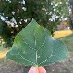 Populus x canadensis Frunză