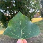 Populus x canadensis 葉