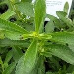 Stevia rebaudiana Blatt