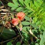 Indigofera brevicalyx Leaf