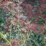 Eragrostis unioloides Цветок