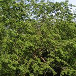 Ulmus rubra Habit