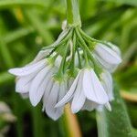 Allium triquetrum Çiçek
