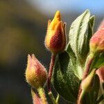 Cistus lasianthus Kwiat