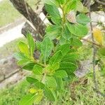 Baccharis macrantha Leaf