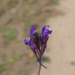 Linaria pelisseriana Квітка