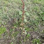 Amaranthus hybridus Frukt