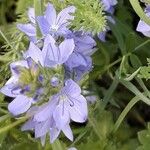 Veronica teucrium Flower