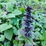 Ajuga pyramidalis 花