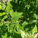 Monarda fistulosa 葉