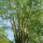 Salix viminalis Συνήθη χαρακτηριστικά