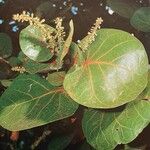 Coccoloba uvifera Hoja