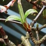 Viburnum × bodnantense Hoja