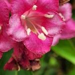 Weigela hortensis Flower