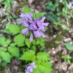 Cardamine chelidonia Blüte