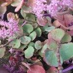 Sedum sieboldii Hoja