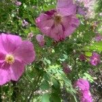 Rosa roxburghii Flower