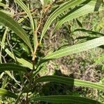 Acacia macradenia Leaf
