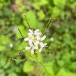 Cardamine parviflora 花
