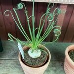 Albuca spiralis Folha