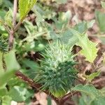 Datura stramoniumMeyve