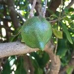 Macadamia integrifolia Meyve