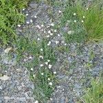 Dianthus furcatus Habit