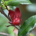 Ochna serrulata Цветок