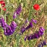 Vicia eriocarpa Blodyn