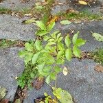 Fraxinus ornus Leaf