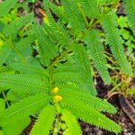 Chamaecrista nictitans Yaprak