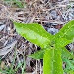 Passiflora edulisLeaf