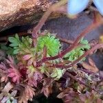 Saxifraga praetermissa Bark