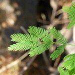 Acacia farnesiana برگ