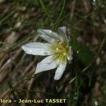 Gagea serotina Flower