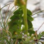 Botrychium lunaria Leaf