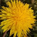 Taraxacum sect. TaraxacumFlower