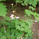 Hylodesmum glutinosum Floare