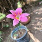 Zephyranthes carinata 花